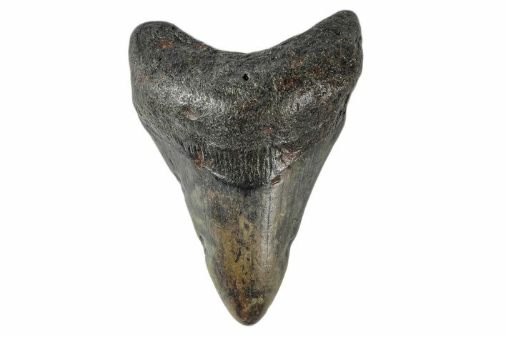 Juvenile Megalodon Tooth - North Carolina #172650